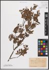 Foto von Salix aurita L. x Salix myrtilloides L.